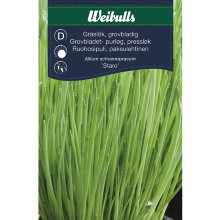 Gressløk grovbladet "Staro"